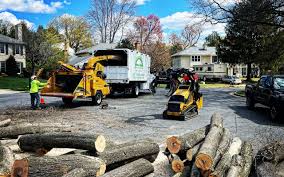 Best Tree Disease Treatment  in Franconia, VA