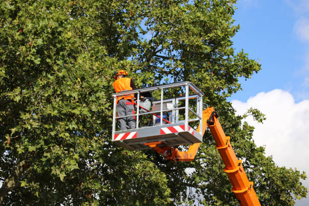 Professional  Tree Services in Franconia, VA