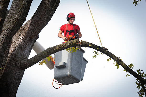 Why Choose Our Tree Removal Services in Franconia, VA?